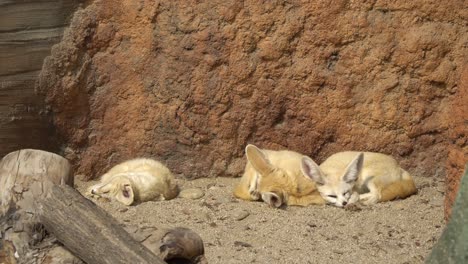 Primer-Plano-De-Un-Zorro-Fennec-Durmiendo-Bajo-El-Sol-A-Principios-De-Primavera-En-El-Zoológico-Sobre-Fondo-Rocoso