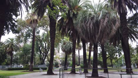 plaza urbana con palmeras plaza angel gris compacta plaza urbana salpicada de palmeras en buenos aires argentina espacio público