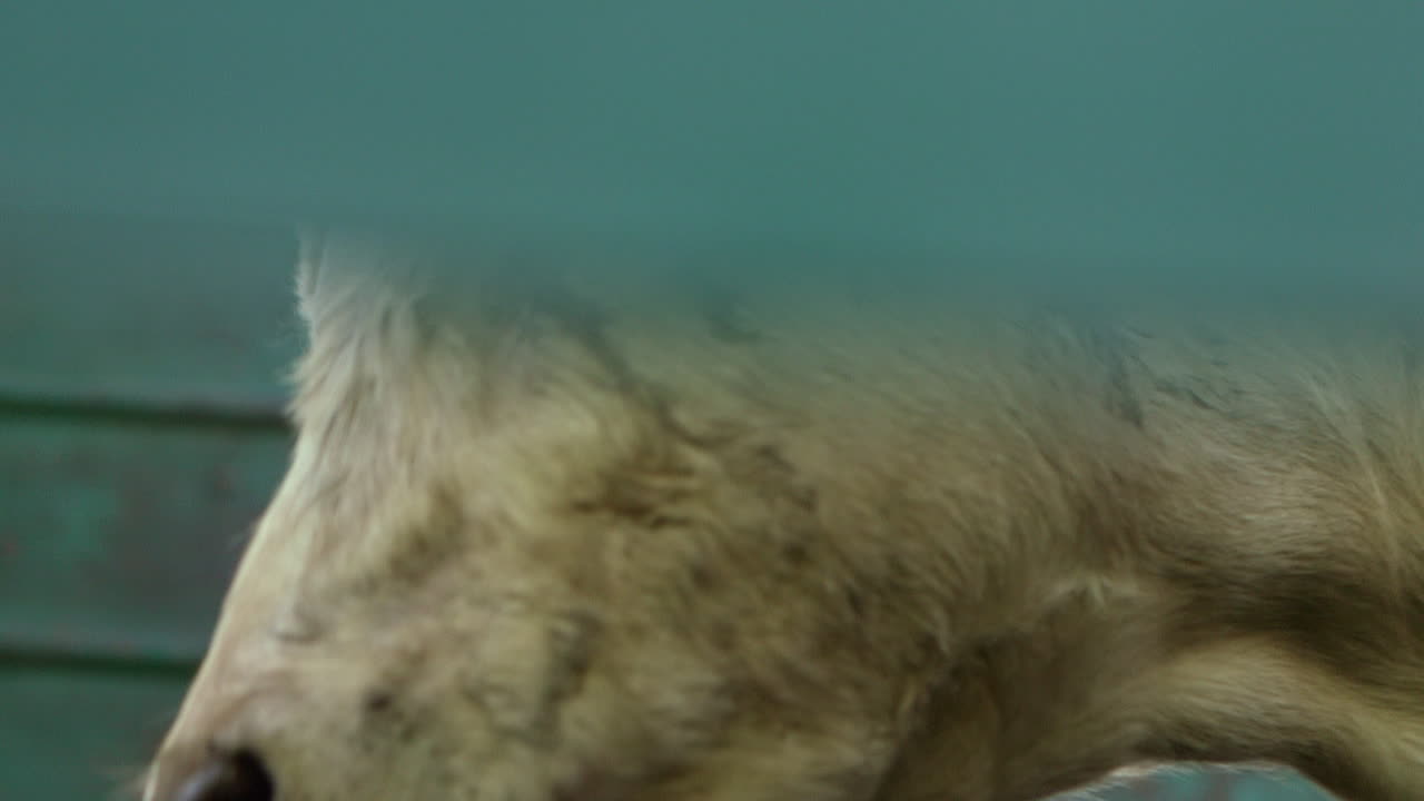 소 낙하산을 걸어 내려가는 외로운 개별 소를 따라가는 부드러운 패닝 샷