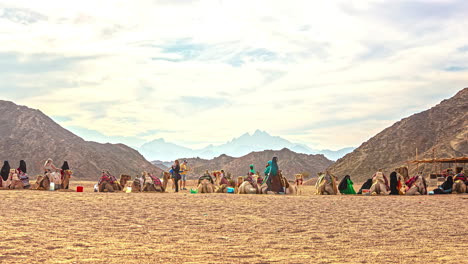 traveling camel convoy resting in desert area, fusion time lapse view