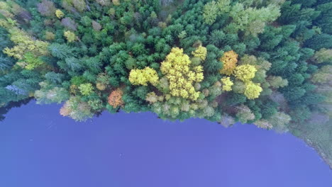 forest in autumn with fall colors on the edge of a blue lake - straight down ascending aerial view through the fog