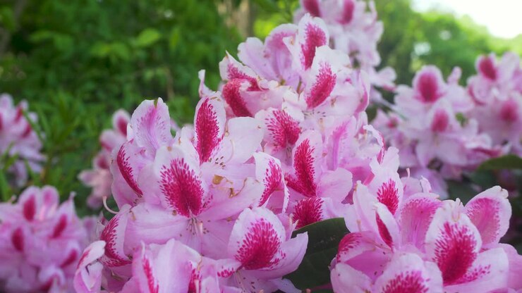 Primo piano di fioritura di fiori rosa in un giardino giapponese.