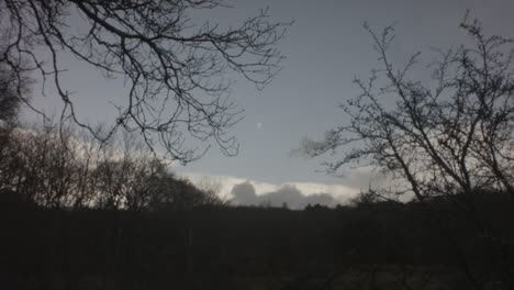 winter landscape: bare trees and overcast sky