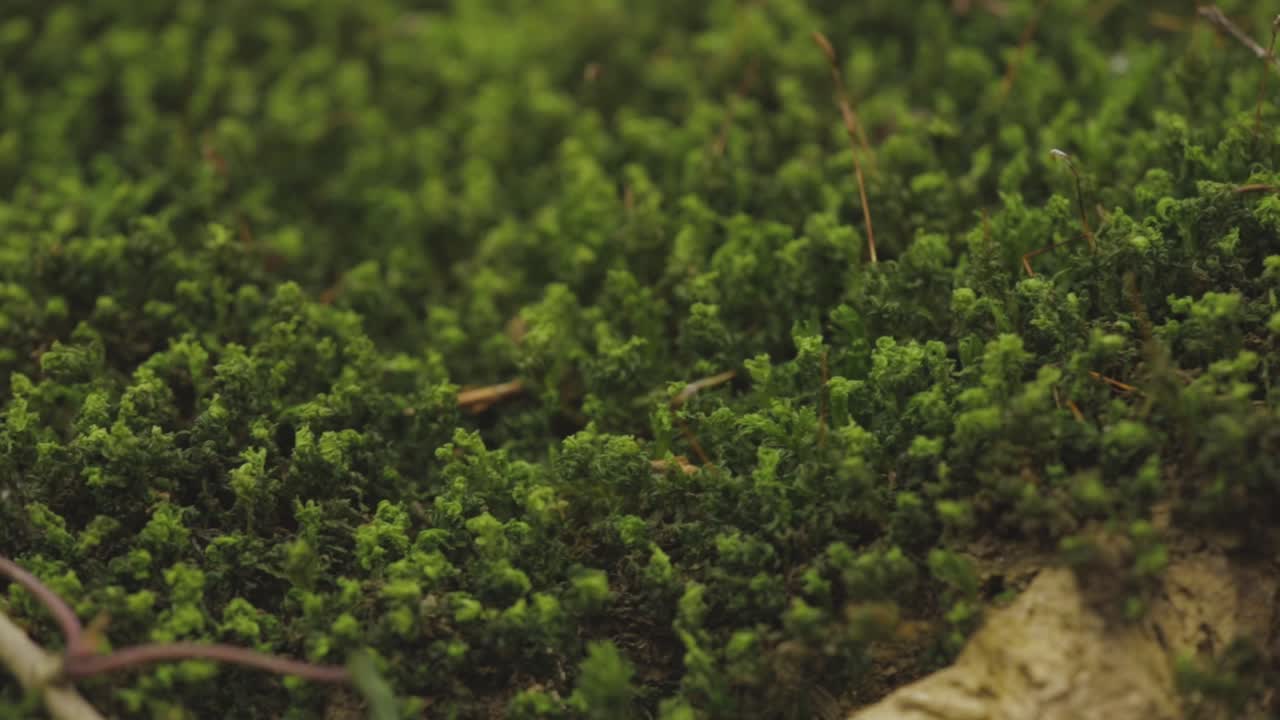Groen mos in het bos in Złotoryja, Polen – macro