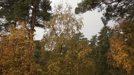 Autumn-leaves-of-birch-trees-moving-in-the-wind