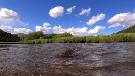 un primer plano de una gran trucha marrón siendo enrollada mientras pesca con mosca