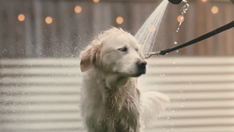 White-golden-retriever-gets-wet-from-hose-bath-in-back-yard-in-slow-motion