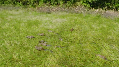 Rural-Colombian-landscape-with-capybaras-grazing-in-the-lush-green-field,-sunny-day