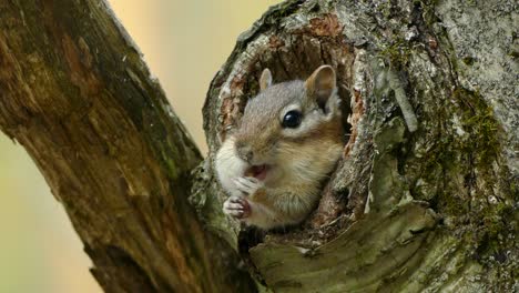 Adorable-Ardilla-Sentada-Dentro-Del-Agujero-De-Un-árbol-Masticando-Una-Nuez-Y-Metiéndosela-En-La-Boca