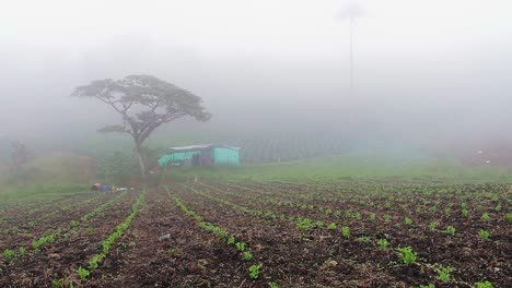 Plano-General-De-Un-Cultivo-De-Guisantes-Con-Una-Pequeña-Casa-En-Un-Día-De-Niebla