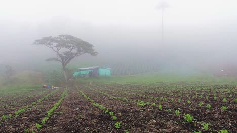 wide shot of a pea crop with a small house on a foggy day