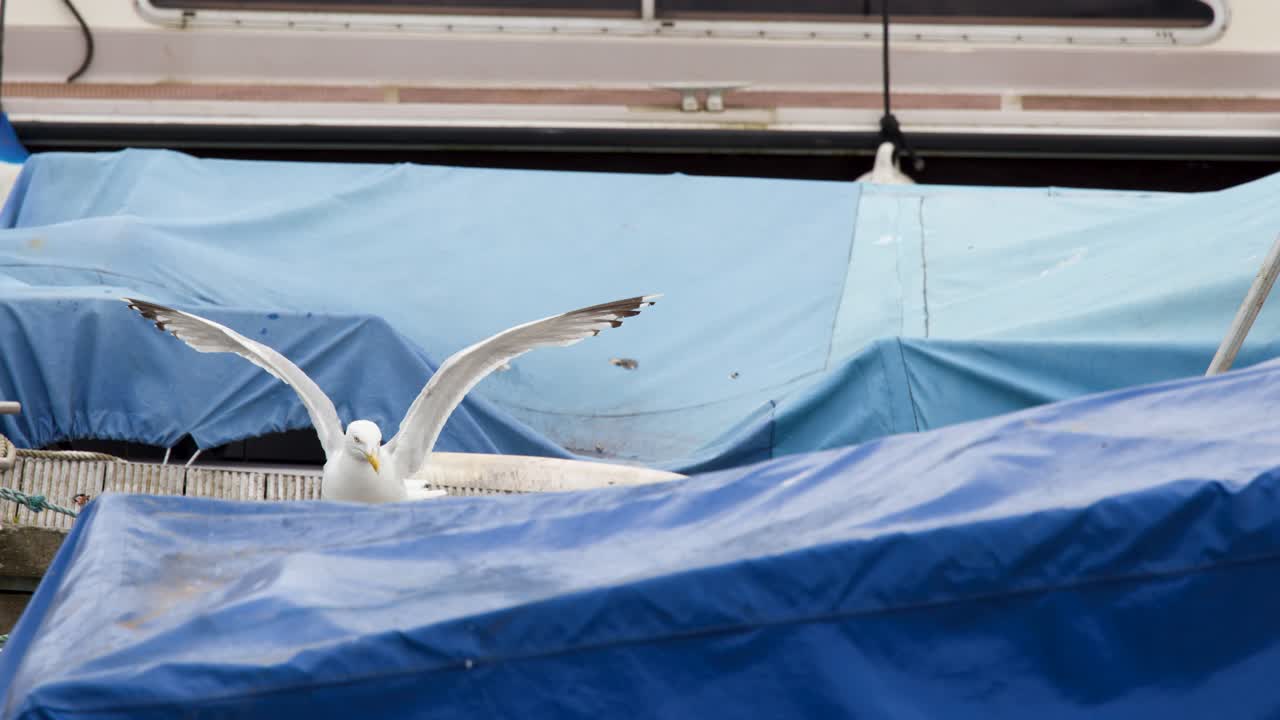 Seagull lands and settles on blue tarpaulin-covered boat, overcast daylight, steady camera, harbor setting