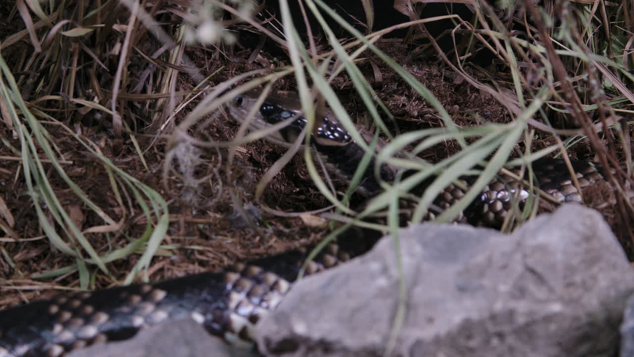 ложная водяная кобра - hydrodynastes gigas в траве