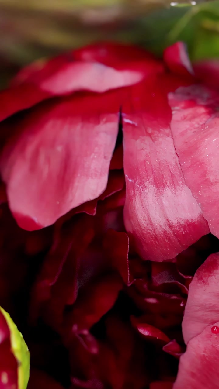 Macro camera pan across vibrant pink and red peony petals with soft natural lighting.