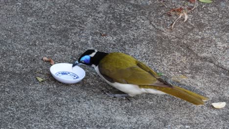 un pájaro come semillas de un plato en el pavimento