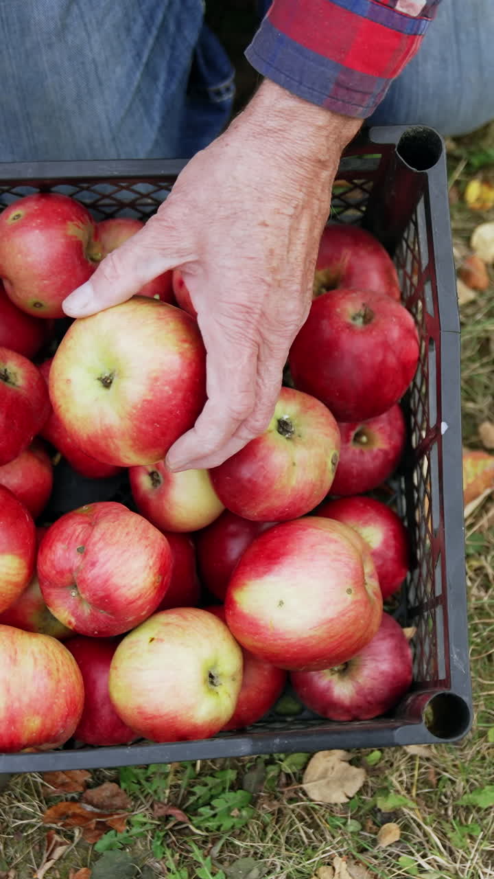 Ripe red apples in a pile and in the plastic crate. Unrecognized man sorts the apples. Top view. Vertical video