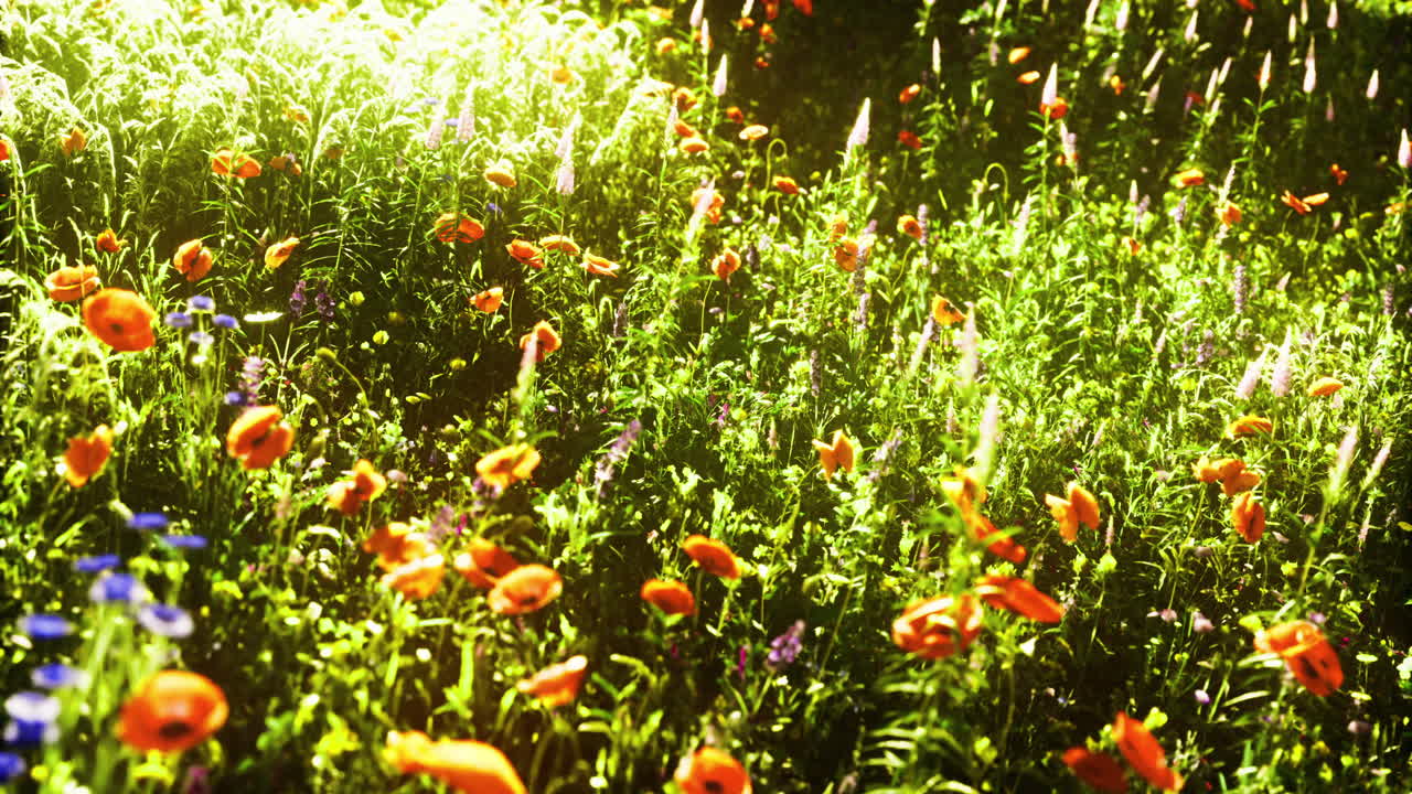 Vibrant wildflowers bloom in a sunlit meadow during springtime
