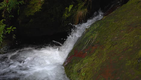 small waterfall in a lush forest