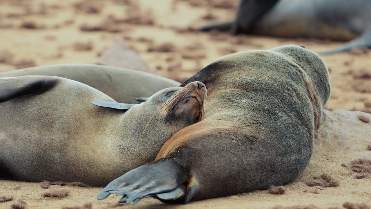 Seals Sleeping on the Beach