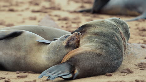 seals sleeping on the beach