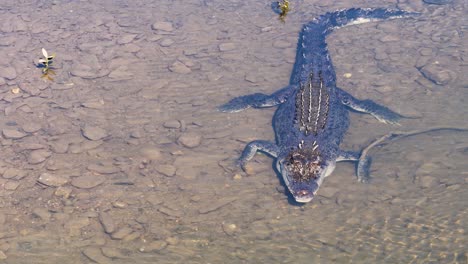 drone footage captures a saltwater crocodile swimming in clear waters, showcasing its scales and natural habitat in port douglas, australia