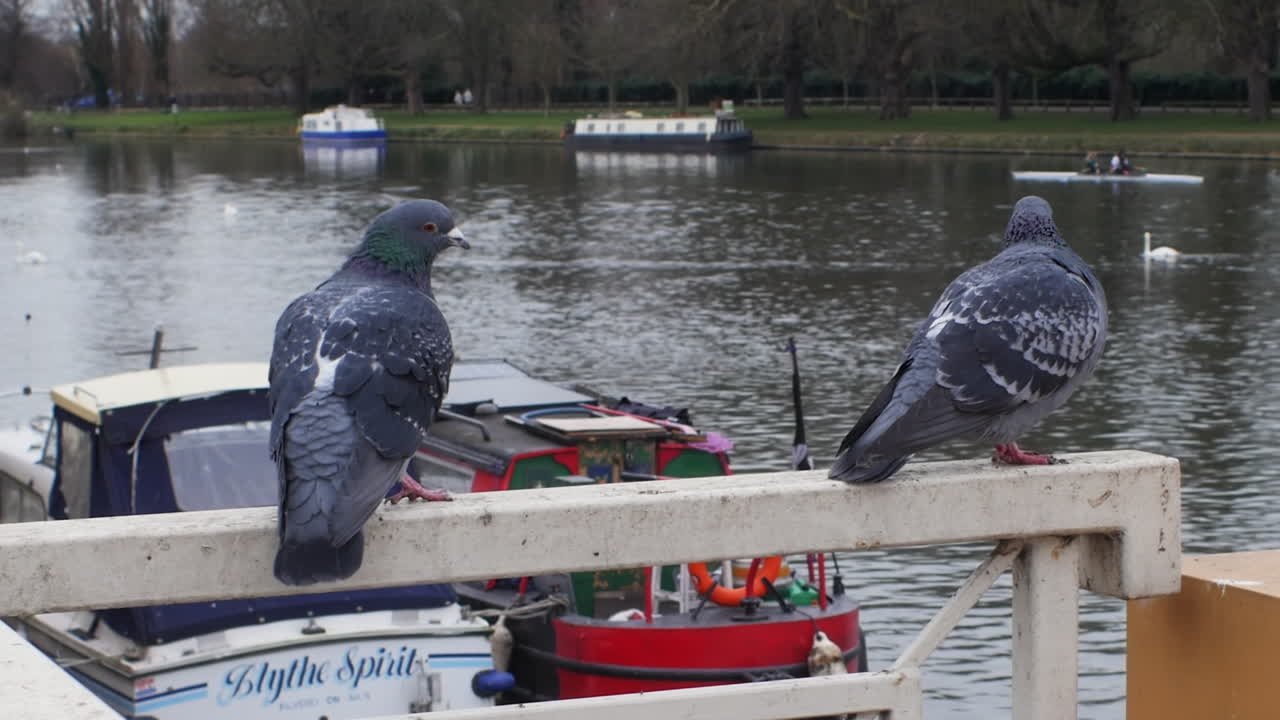 A CLOSE UP SHOT of two pigeons perched on metal railings on a riverside, with swans, boats and rowers in the background