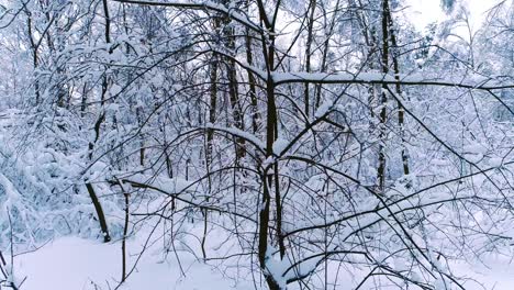 Verschneite-Äste-Im-Wald.-Wintermärchen-Hintergrund