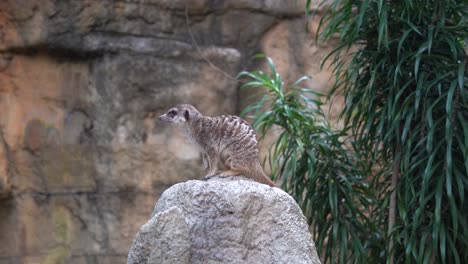 Tier-Erdmännchen-Ein-Kleiner-Mungo-Mit-Einer-Spitzen-Schnauze,-Der-Auf-Einem-Felsen-Steht-Und-Im-Zoo-Wildschutzgebiet-Herumspäht