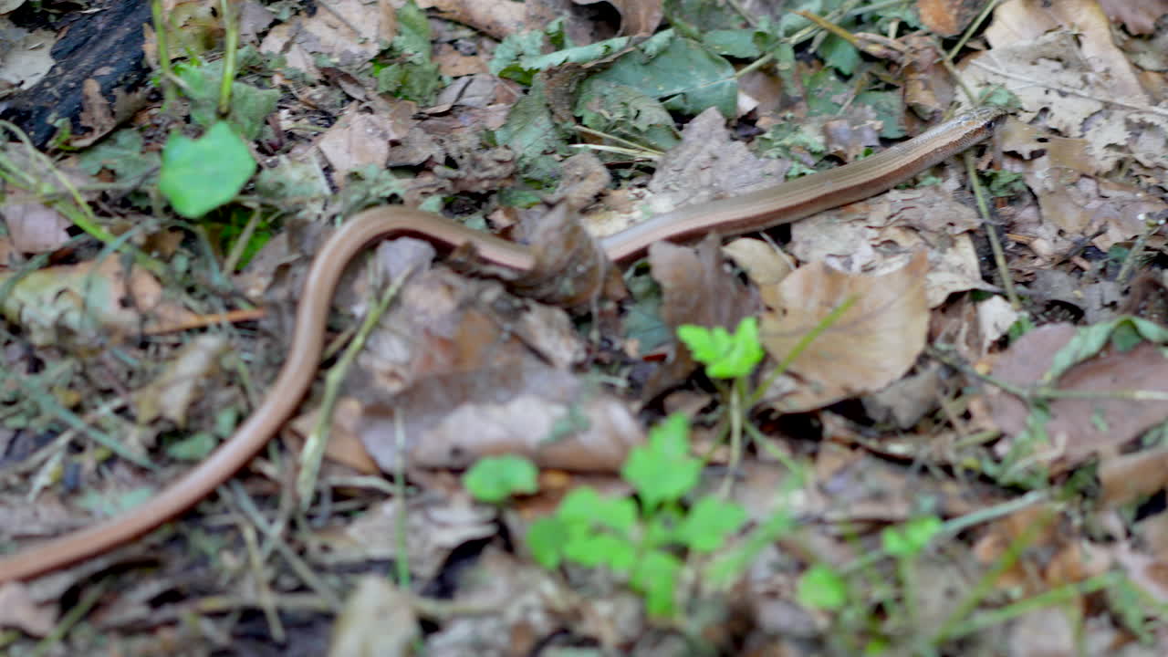Close up following shot of Slow Worm crawling between falling leaves in autumn