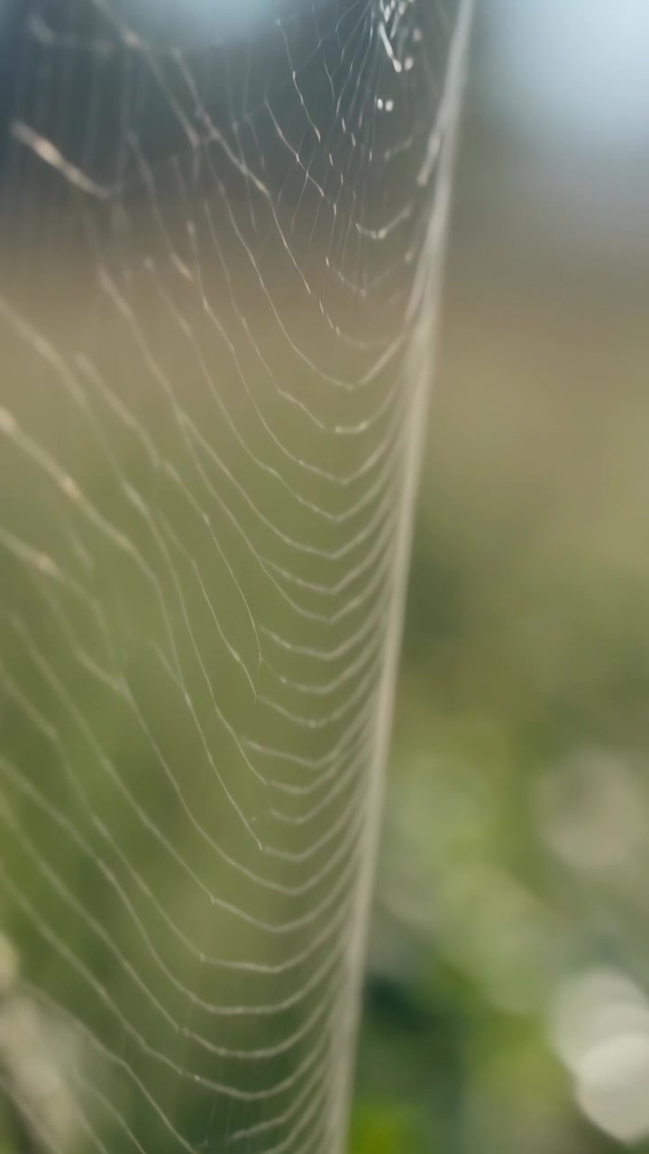 Vertical video: Shifting camera bringing orb web into focus at field edge, revealing silk debris