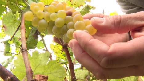 grapes being picked in a vineyard