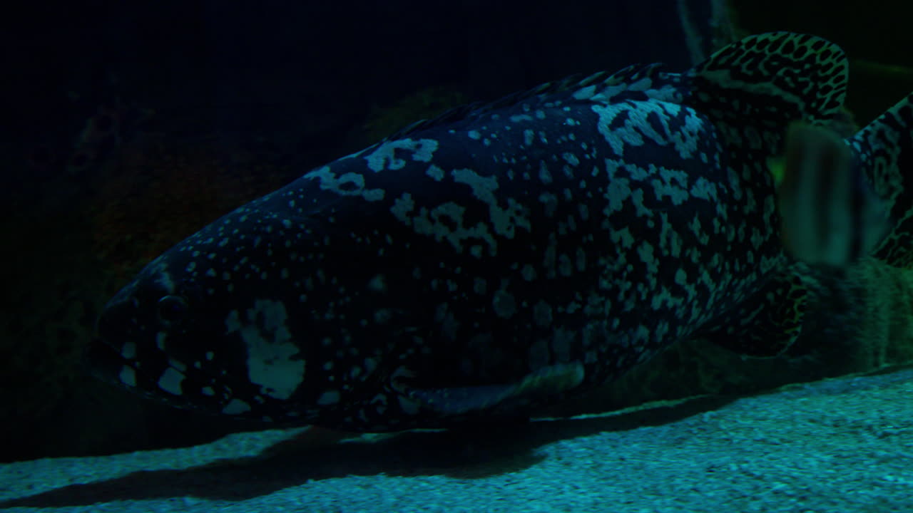 Black and white fish swims ominously through an aquarium fish tank