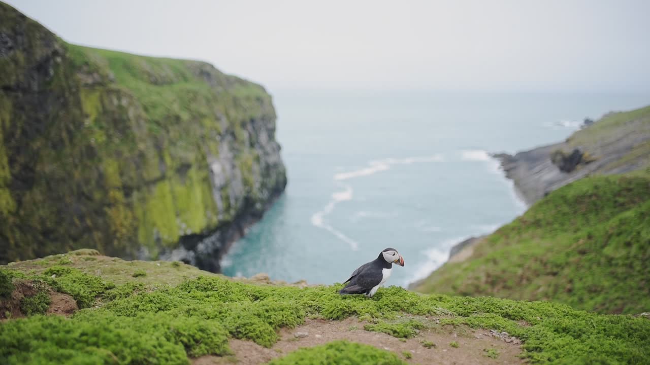 Atlantic Puffin walking on the edge of the cliffy coastline landscape of Skomer Island, Wales, with the sea in the background