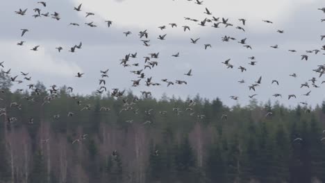 Thousands-of-geese-flying-above-field-and-eating-cereal