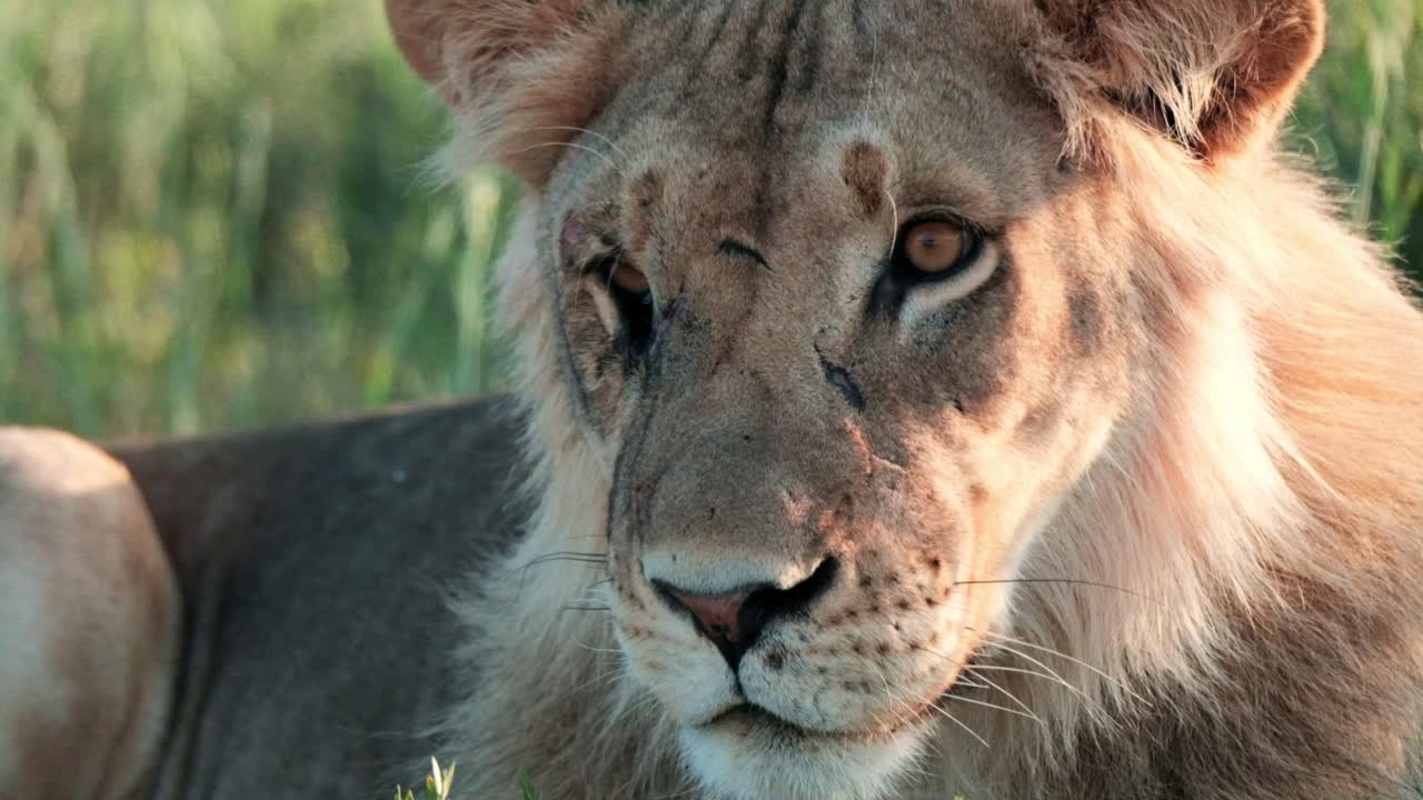 A young Kalahari male lion with a massive scar on his eye