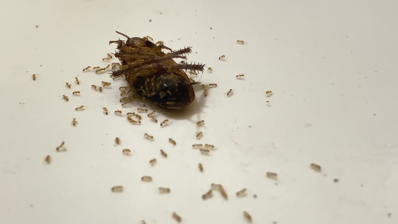 Ants eating a dead cockroach on the ground