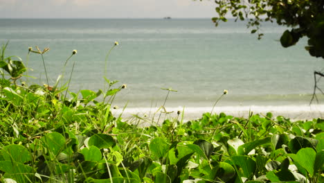 green foliage along the coastal beach with turquoise ocean background