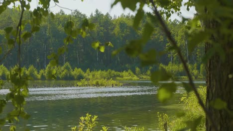 forest lake scenery