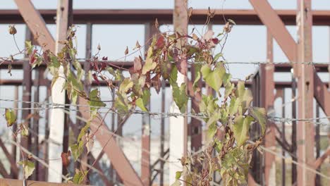 plantas que se encrespan a lo largo de un alambre de púas