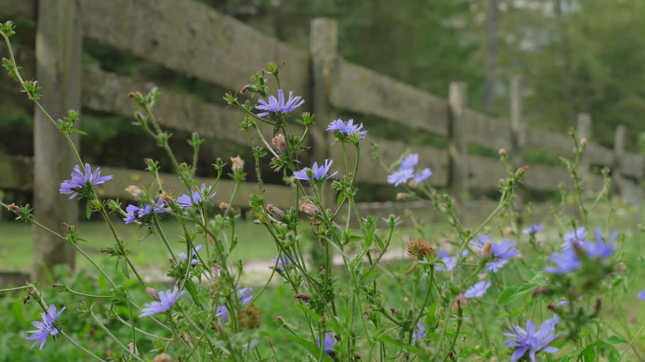 Wildflowers bloom by a wooden fence with a couple hiking in the background in Robanov Kot valley