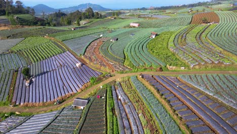 drone shot of farmer is riding motorcycle through the middle of agricultural field