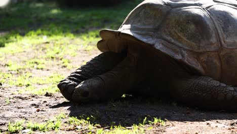 a turtle resting on the ground