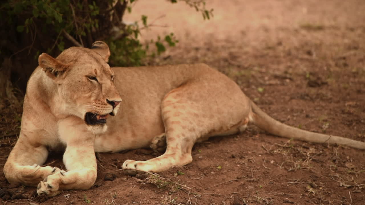 slomo-opname van een leeuwin die rust onder de schaduw van een boom