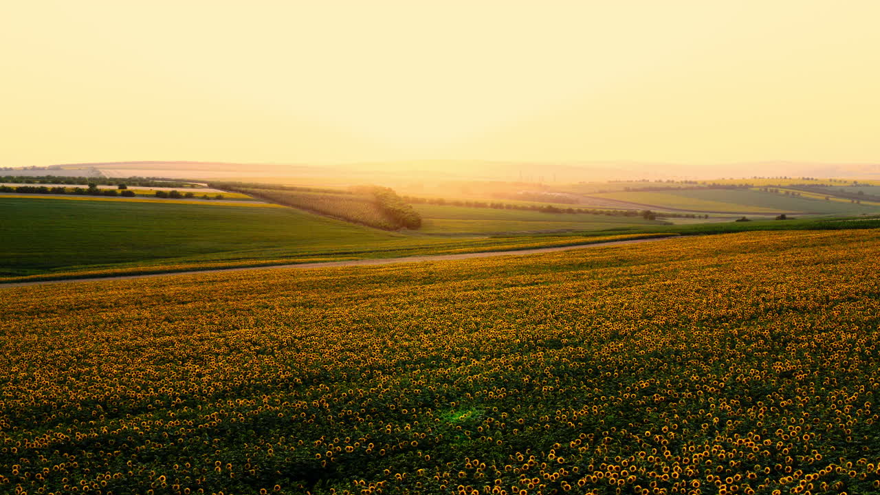 Aerial landscape drone view over sunflower fields, with bright yellow bloomed flowers, in the countryside at sunset