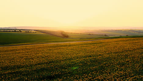 Vista-Aérea-De-Drones-Sobre-Campos-De-Girasoles,-Con-Flores-Florecidas-De-Color-Amarillo-Brillante,-En-El-Campo-Al-Atardecer