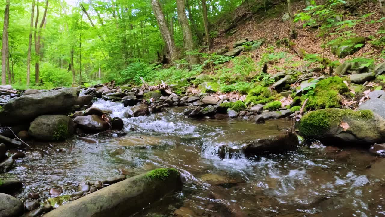 Aliran sungai hutan yang indah di tengah hutan pegunungan Appalachian yang lebat, rimbun, dan hijau selama musim panas