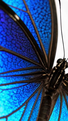 close-up of a blue butterfly's iridescent wings