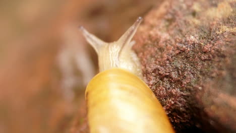 a garden snail climbs a rock and leaves behind a slime trail