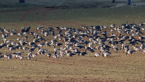 Una-Gran-Bandada-De-Gansos-Albifrones-De-Frente-Blanca-En-El-Campo-De-Trigo-De-Invierno-Durante-La-Migración-De-Primavera