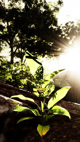 a small plant growing in a lush green forest